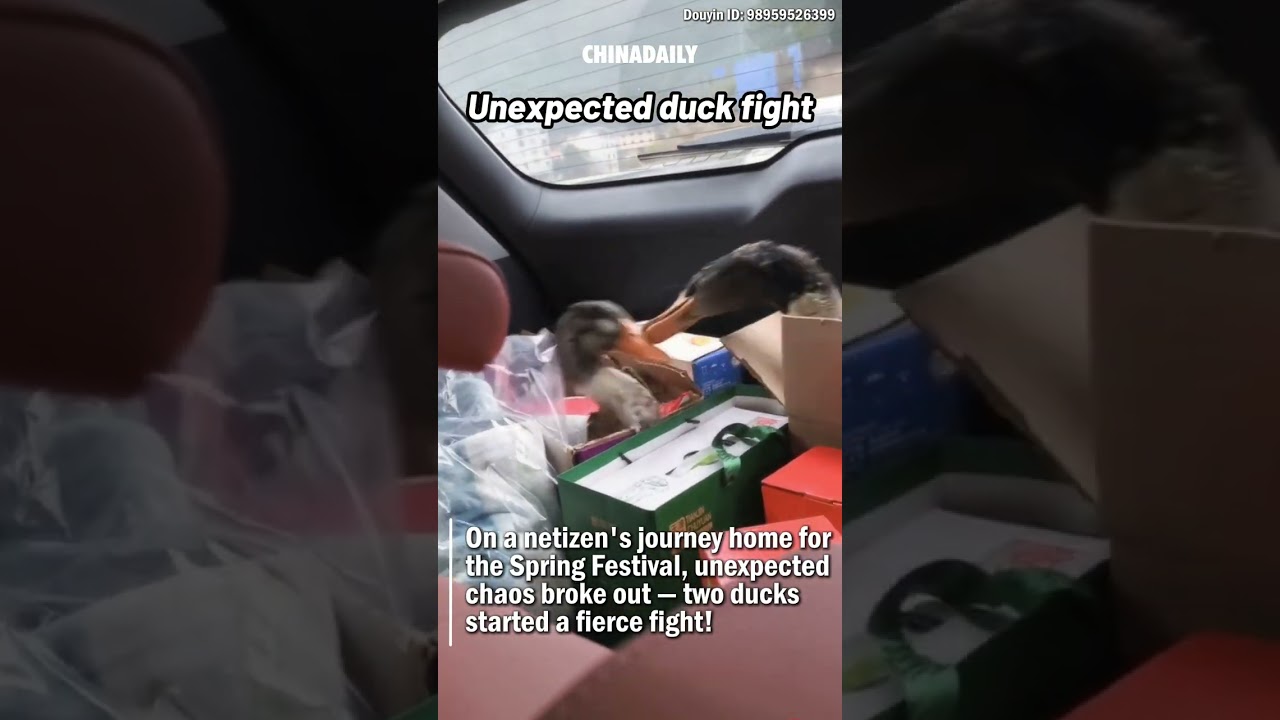 Unexpected duck fight