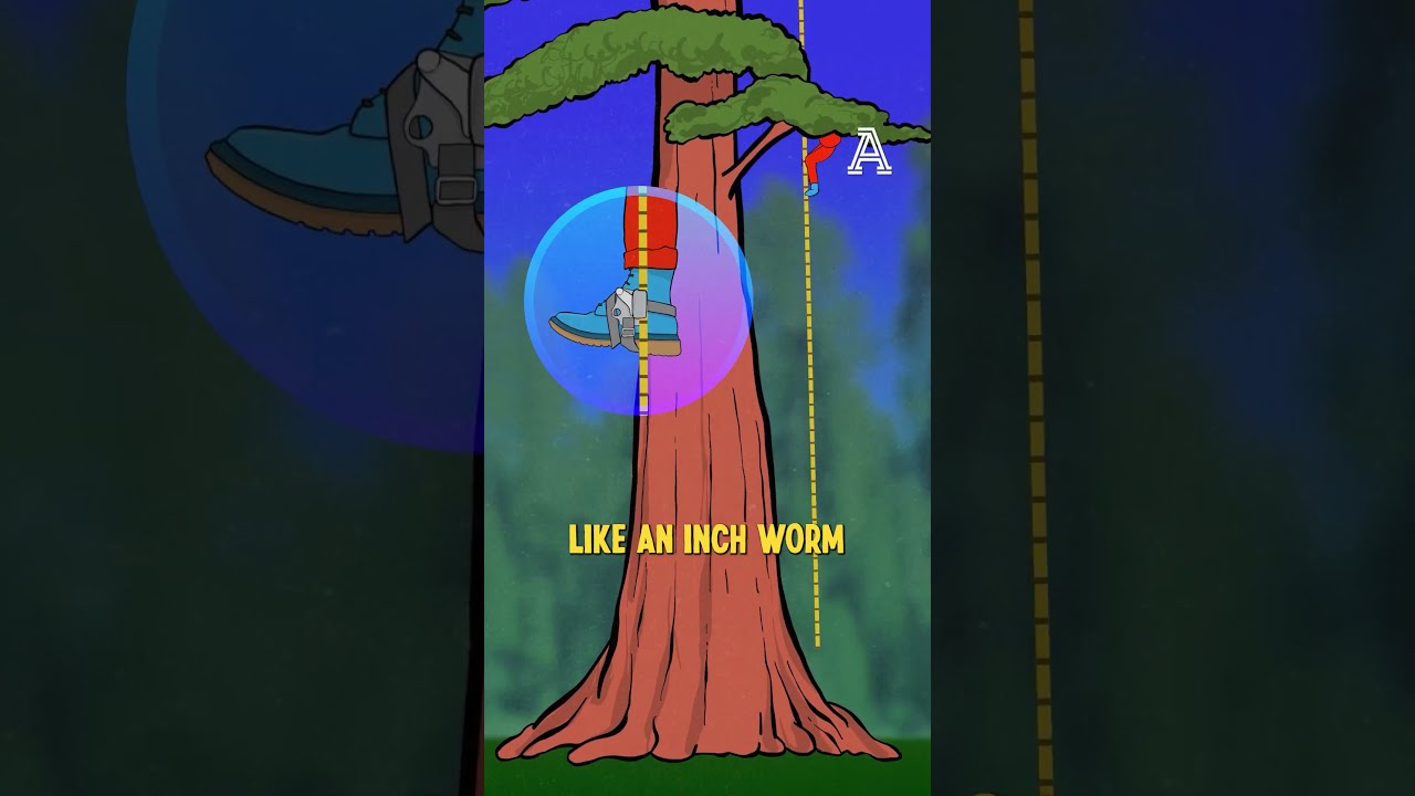 What is the tallest tree ever climbed?