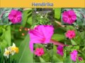 Importance oF Flowers