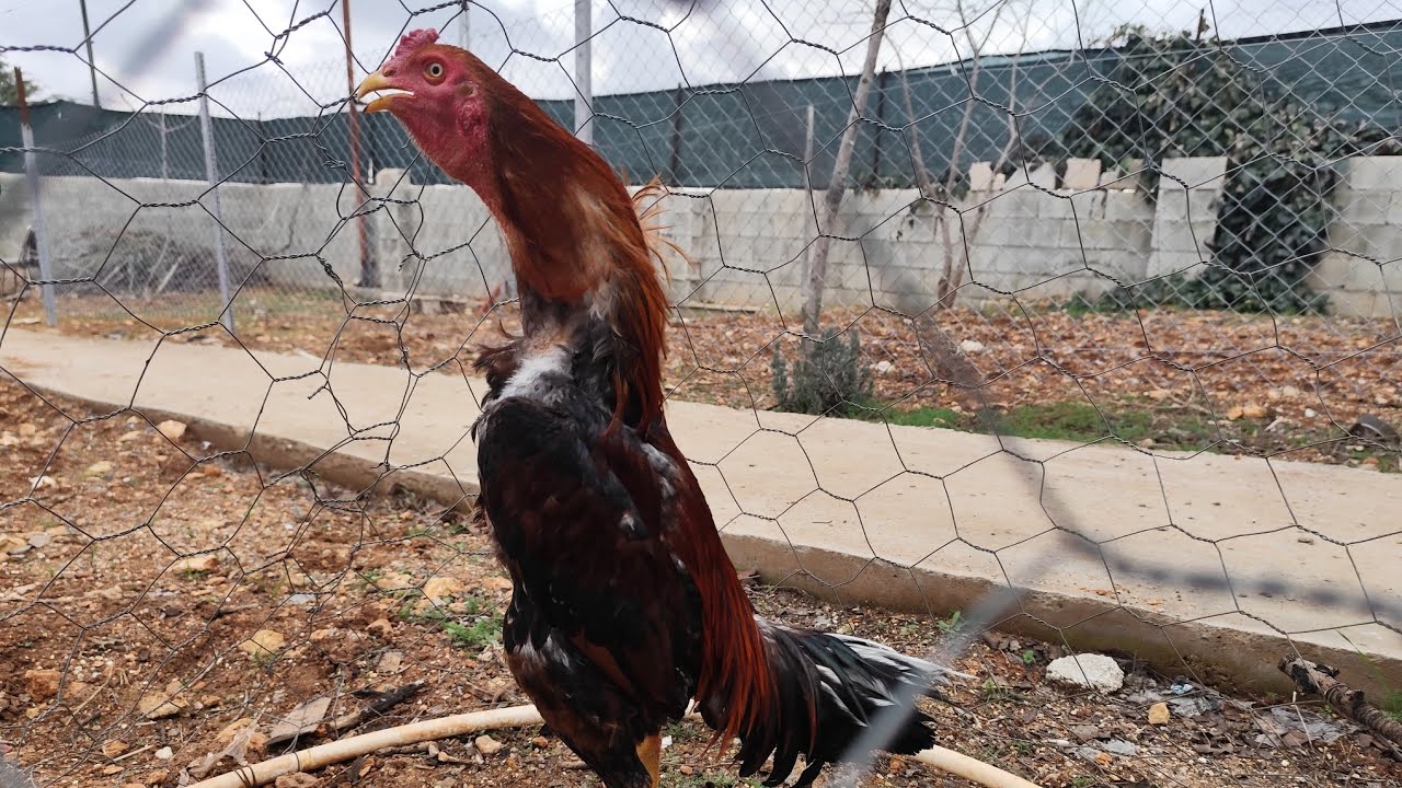 İşler bazen kötü gidiyor #hinthoroz 