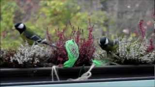 The Most Beautiful Tits In The World... Refreshed...