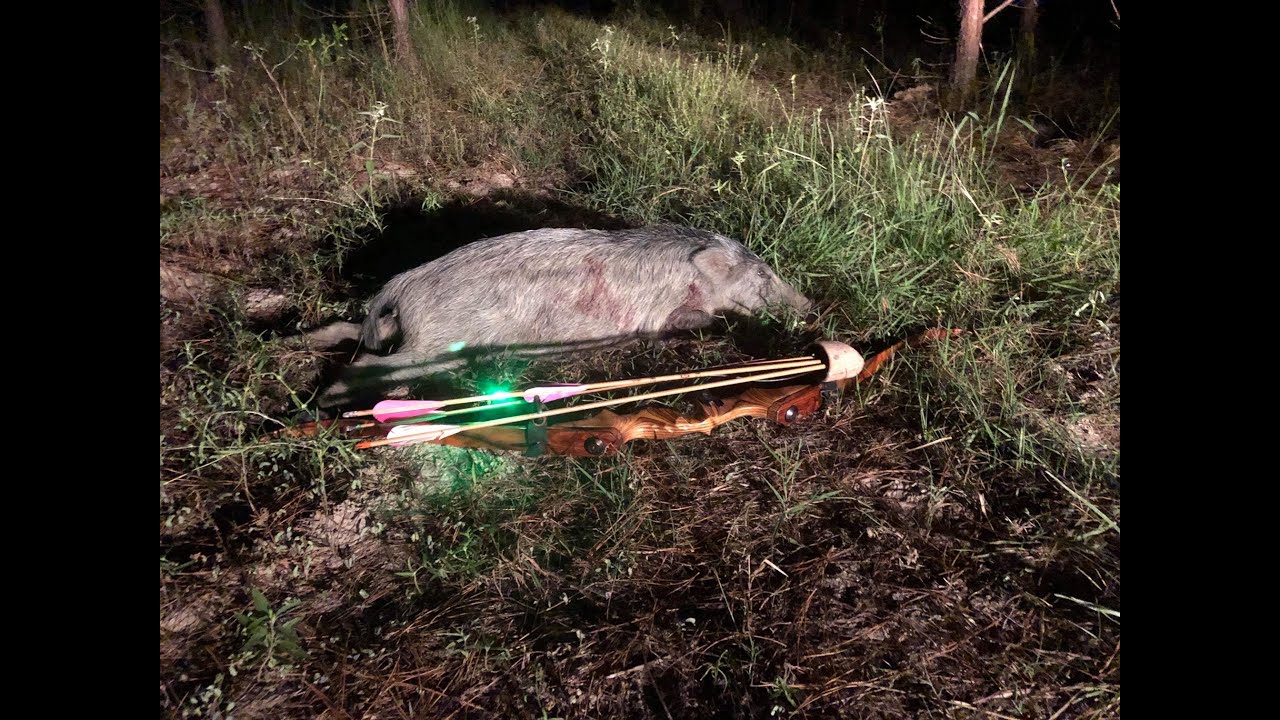 Trad Brothers Traditional Bowhunting Hogs Recurve Hunt YouTube