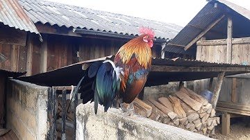 noob qaib qus daj pom1 qua zoo zoo nraug heev 19/11/2021