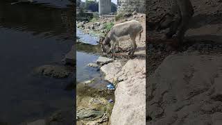 Di suatu saat musim kemarau semua gaja mati kehausan. 🐘🦣 #sorotansemuaorang