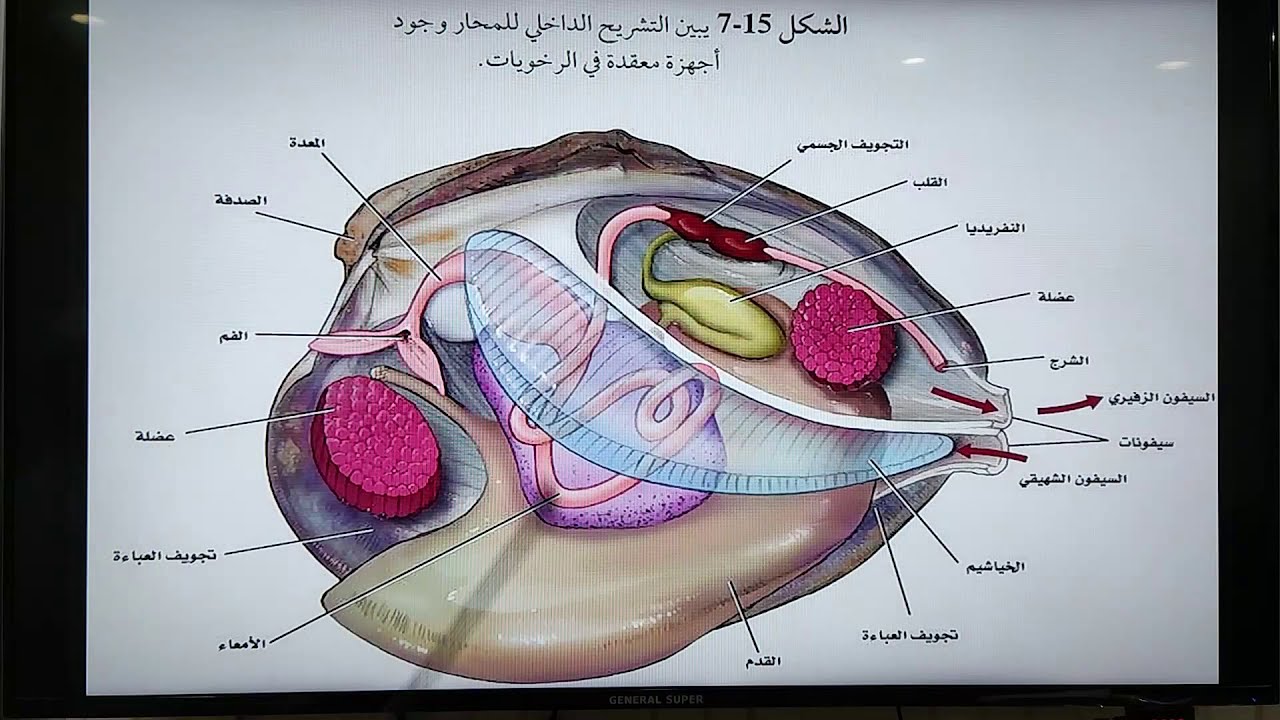 الرخويات الجزء الأول