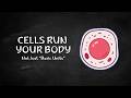Human Cells Explained | How Your Body Works at the Cellular Level