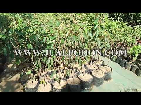 Dapatkan Hasil Terbaik dengan Pohon Durian Namlung Super