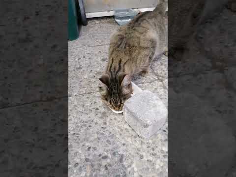 O kadar acıkmışki 🐈#shorts