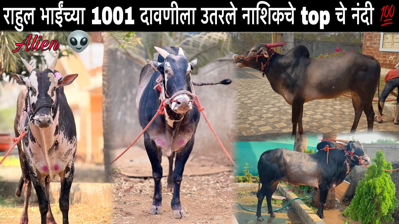 राहुल भाईंच्या दावणीला उतरले नाशिकचे top चे नंदी 💯 | बघा कसा आहे नियोजन किती दाती आहे alien 👽￼