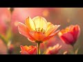 Blooming beginnings smooth soul music sobg on 