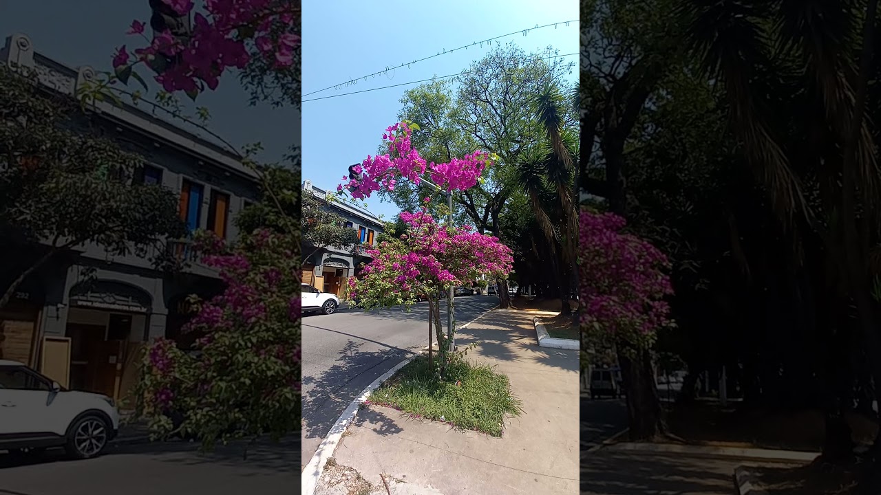 Muda de flor Resedá Lilás