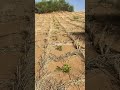 خطة تحويل الصحراء القاحلة الى غابة ! #shortsvideo #youtubeshorts