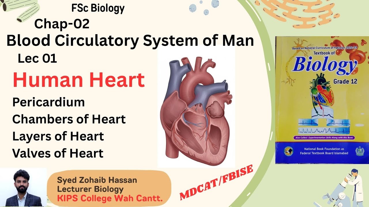 Lec 1| HUMAN HEART  Chap 2: Blood Circulatory System of Man 12 Class Biology By Zohaib Hassan