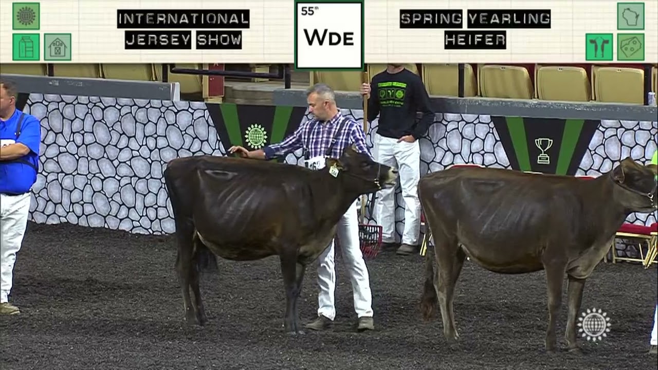 809 JERSEY SPRING YEARLING HEIFER YouTube