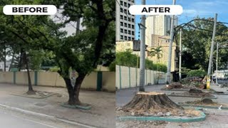 Quirino Avenue Manila Walking Tour | Tree Massacre