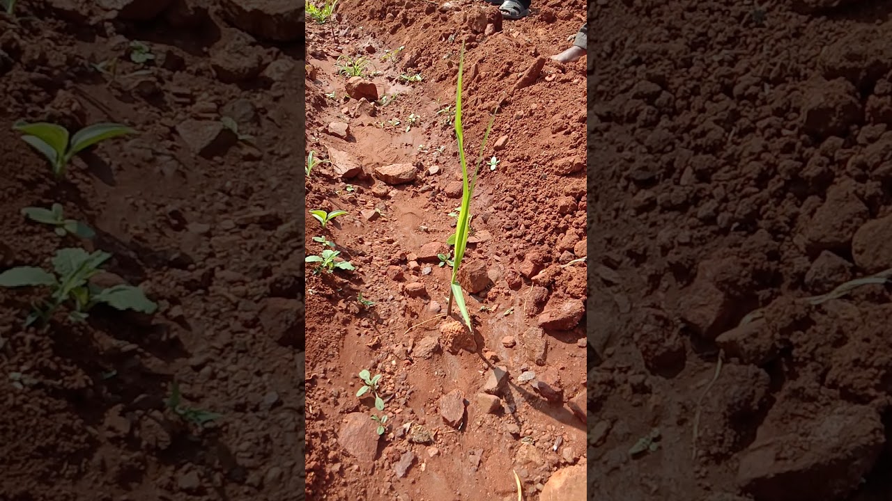SUGAR CANE only 17DAYS - YouTube
