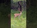 Nagarhole forest #forest #wildlife #deer
