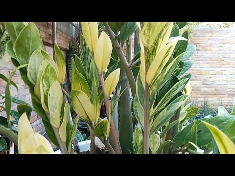 สำรวจ  ขายกวักมรกตด่าง#ไลน์ 062-4297444