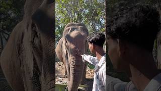 Cute elephant shorts 😍❤️#youtubeshorts #cuteanimal #ytshorts #trendingshorts #youtubeshort #shorts