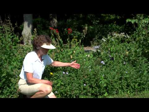 Video: Par savvaļas petūniju - informācija Ruellia ziedu audzēšanai