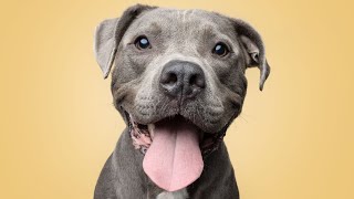 Arkansas bill could prohibit  cities from banning dogs based on breed