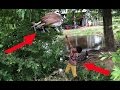 Amazing Boy Hunting - Shooting the Bird on the Tree - Make Slingshots to Shoot The Bird