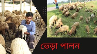 22 টি ভেড়া দিয়ে শুরু ,আজ আমার শত শত ভেড়া। #ভেড়াপালন