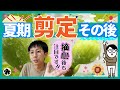 【イチジク】夏季剪定と摘心のその後どう変化したのか？収穫できたた？着果した？経過報告（育て方）