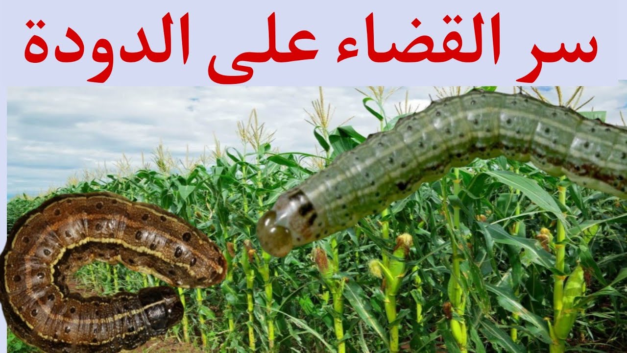 كيف قضيت على دودة الحشد في الذرة نهائيًا؟ الطريقة الصحيحة وبأقل التكاليف!