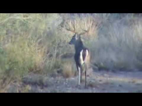 Texas Drop Tine Buck