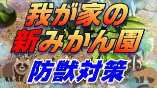 我が家の新みかん園　"防獣対策゛New mandarin orange garden in my home "Harmful beast measures"