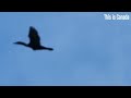 Double-crested cormorants take off like seaplanes. 