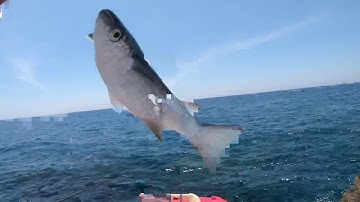 Câu cá biển Nhơn Lý, một chuyến câu rất thành công