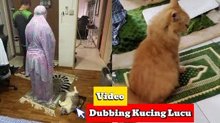 KOCAK PARAH! Kucing Ini Ngomong Kayak Manusia!