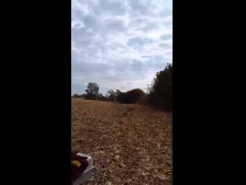 parking Great Horned Owl Release October 2015