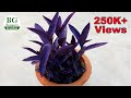 Purple Heart plant | Grow and take care | Banani's Garden