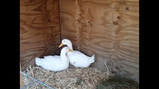 Coop improvements, creating horse stalls and a SICK duck by Gentle Souls Animal Sanctuary Homestead 193 views 3 years ago 18 minutes