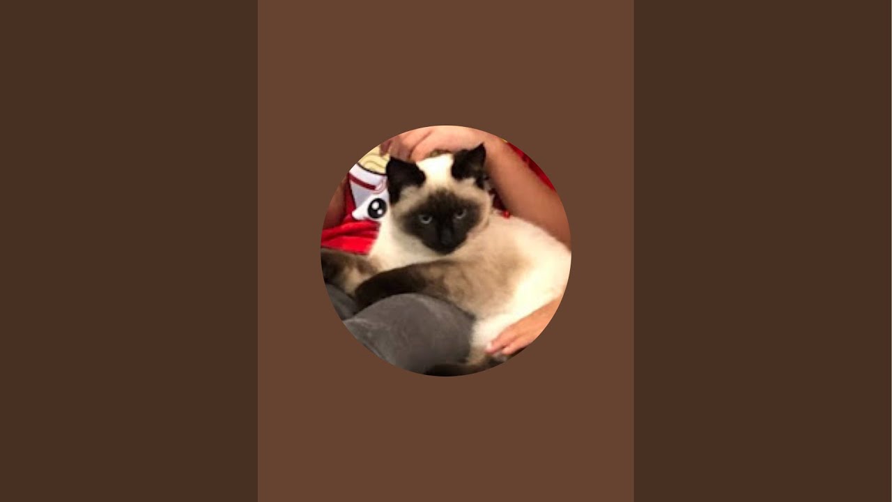 Kitty City is live! 02182026