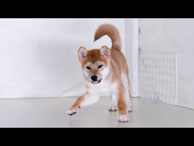 ID4569 赤♂ shiba inu puppy red male - YouTube