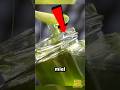 La miel verde