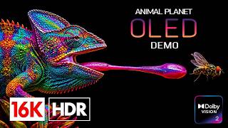 BEST HDR OLED TEST 240fps | Epic Nature Animals 4K VIDEO (8K Video ULTRA HD TV)
