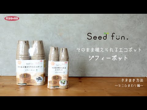 ジフィーポット そのまま植えられるエコポット ミニひまわり編 - YouTube
