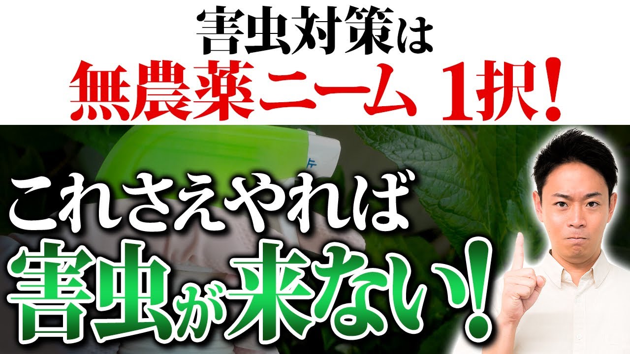 カルスの相乗効果！米ぬかの代用にもなるニームを解説します！【家庭菜園 土づくり ガーデニング 害虫対策 アブラムシ ハダニ】