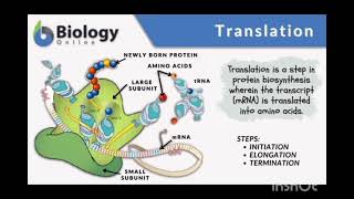 Translation Video AP Bio Unit 6 assignment