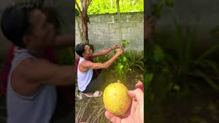 Coconuts 🥥 and Bananas 🍌 ~ #tajukvalleyestate #tve #fruit #farming #nature #garden #lemon #banana