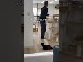 会社猫ふくの日常😸後追いする赤ちゃんのようです🤭#ふく#福#ねこ#猫#会社猫#保護猫#３本足#日章#NISSHO#トラック#運送#産廃#はちわれ#ハチワレ#石川県#能美郡#川北町#追いかける#扉