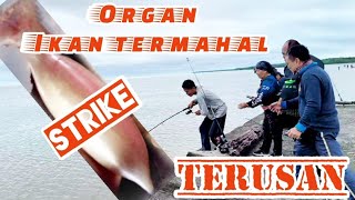 Lokasi menarik Memancing Ikan Terusan di Kuala Kampung Rejang Belawai / Umpan Udang Hidup Mantap