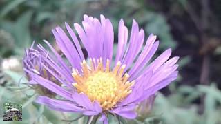 Wild Purple Asters In Autumn