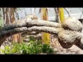 (Đx))M91 gl cây miếng bát 100k  LH 0707713796 Khương bonsai 