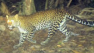 Membahas Macan Tutul Jawa